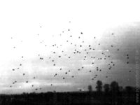 1116572557.606382.jpg