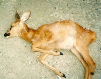 tibo